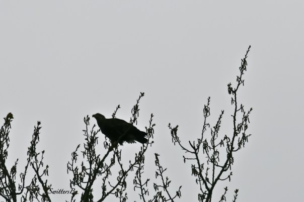 eagle perch-Sauvie Island-SwittersB