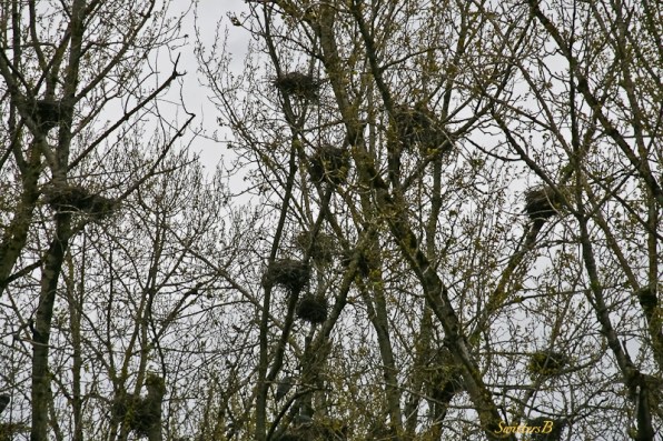 Eagles Nests-Close Up-Trees-SwittersB