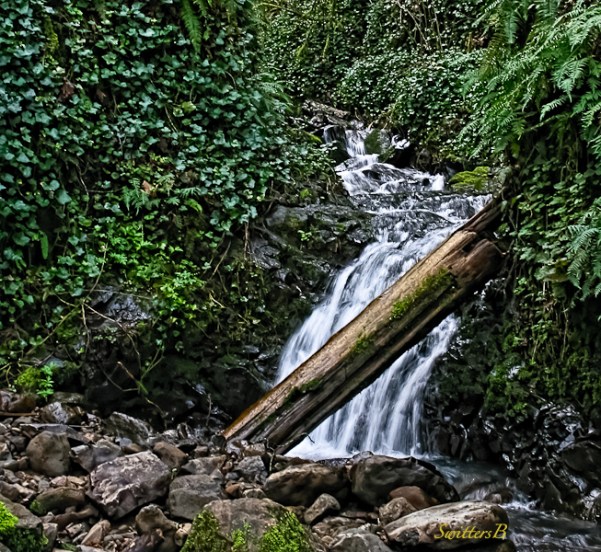 falls and log-SwittersB-Newton Creek