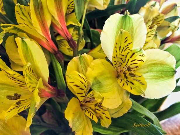 flowers-Spring-SwittersB