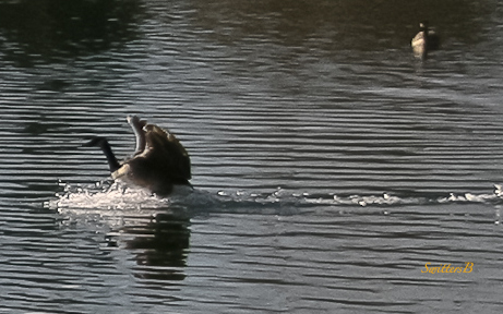 Goose Landing-Pond-SwittersB