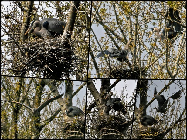 Herons on Nest-Sauvie Island-SwittersB