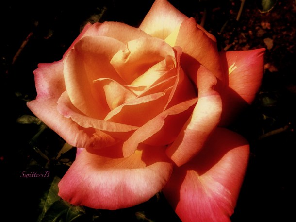 rose, morning, SwittersB