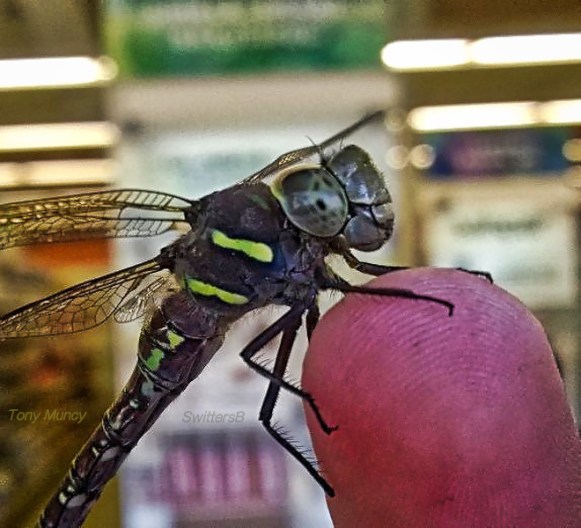 Tony Muncy-Dragon Fly-Fingertip-SwittersB