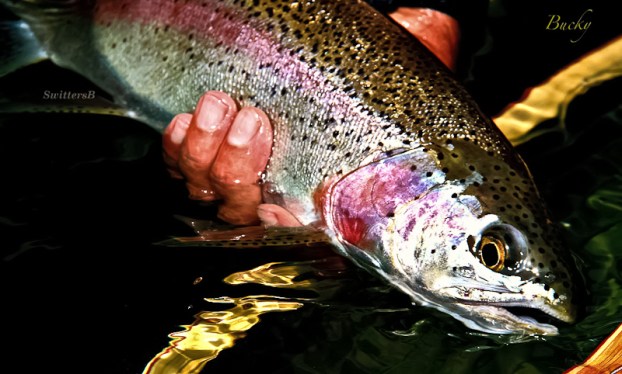 trout at sunset-Oregon-Bucky-SwittersB-2