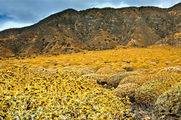 Brittlebrush-Whitewater Canyon-California-SwittersB