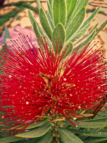 burst-flower-desert-SwittersB