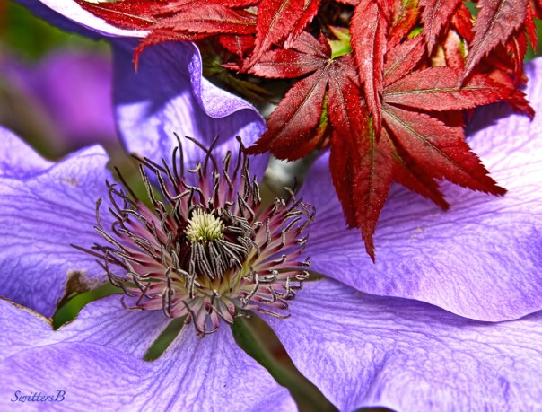 clematis bloom, Japanese Maple-tree-SwittersB