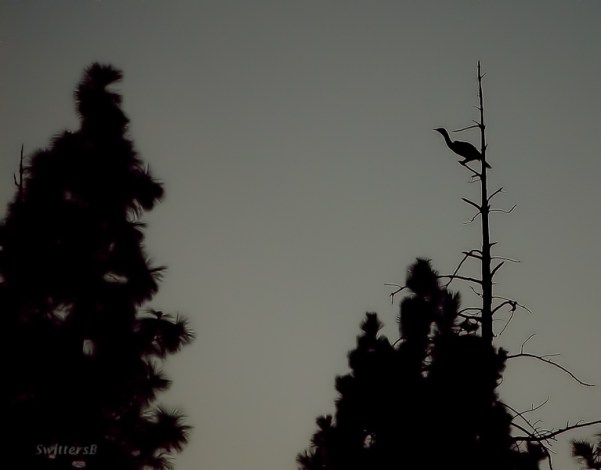 crane-tree-perch-SwittersB