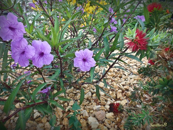 desert-mojave-wildflowers-blooms-SwittersB
