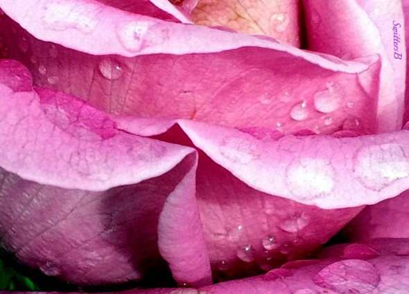 lavender rose-water drops-SwittersB