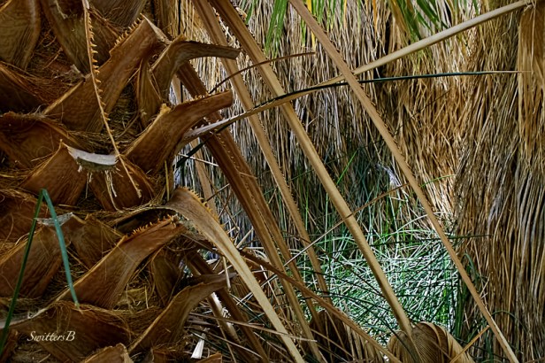 palm tree-base-desert-SwittersB