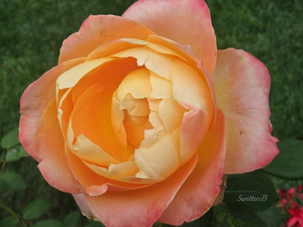 peach rose, garden, Portland, SwittersB