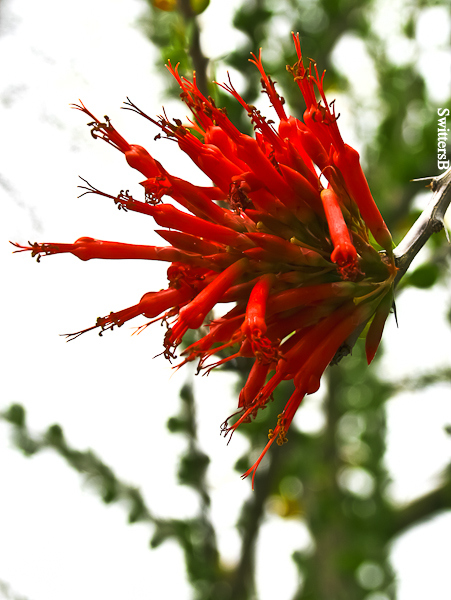 red flower-cactus-overhead-SwittersB