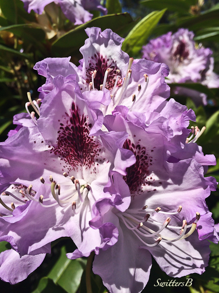 Rhody-Garden-SwittersB