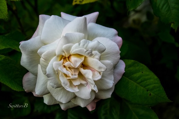 white rose-backyard-garden-SwittersB