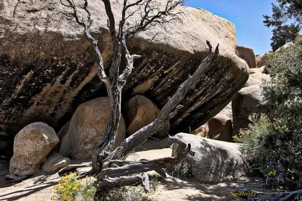 boulder-snag-yellow flowers-Mojave-SwittersB