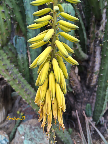 buds-blooms-opportunities-life-SwittersB