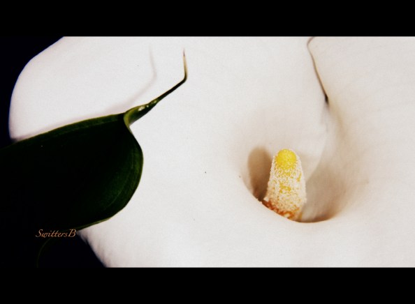 calla lily-slice-flower-SwittersB