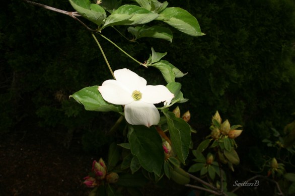 Dogwood & Rhody-afternoon-April 20-SwittersB