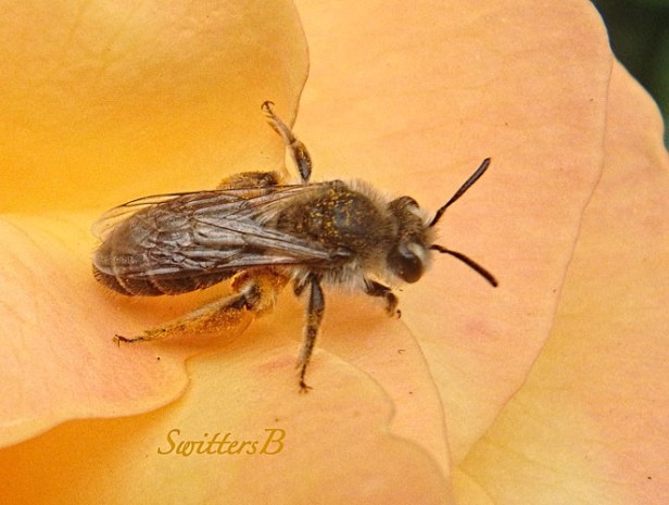 honey bee, rose, petals, SwittersB