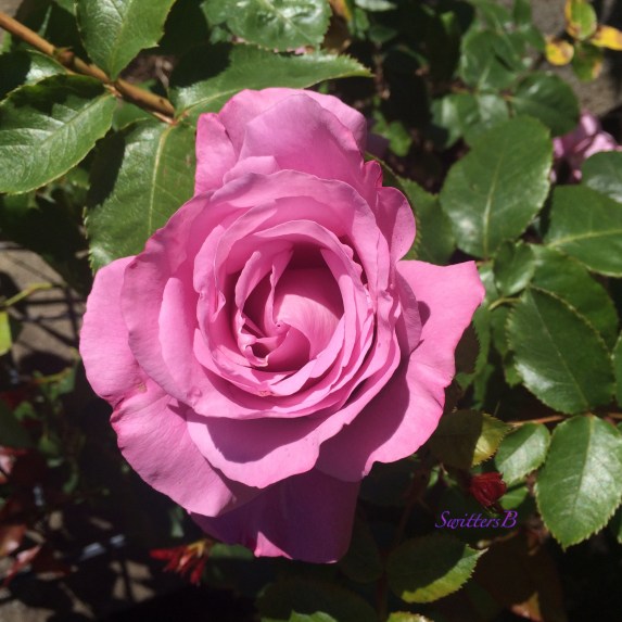 lavender rose-front yard-Portland-SwittersB