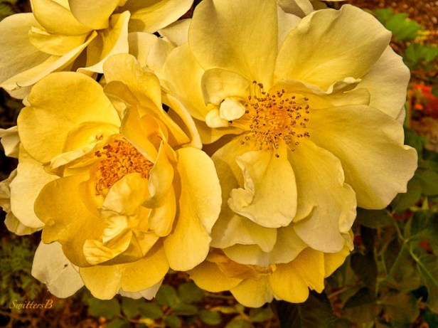 old rose-garden-SwittersB-Portland