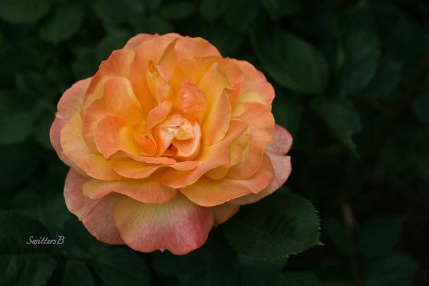 Pop the Cork-Rose-Garden-SwittersB-2