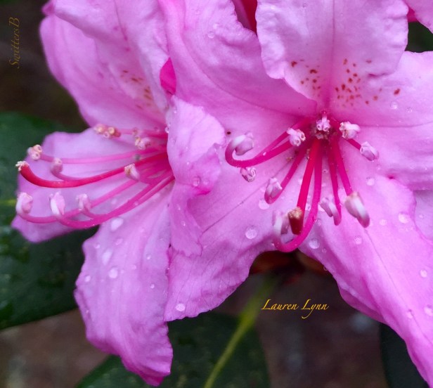 purple Rhody-stamens-flower-SwittersB