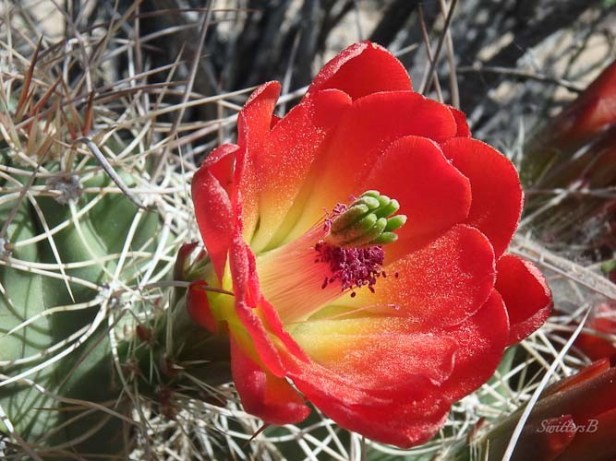 SwittersB-Mojave Cactus Bloom