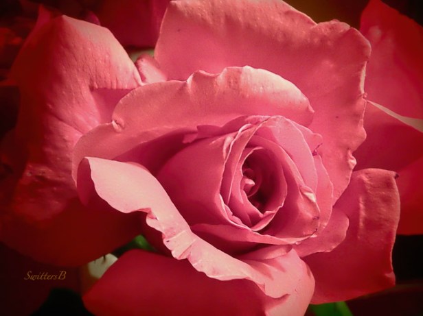 red rose-macro-cutting-SwittersB