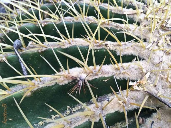 top of cactus-ridges-thorns-desert-SwittersB