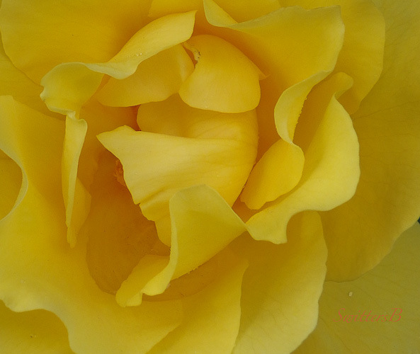 yellow rose-Portland-SwittersB-backyard