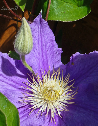 clematis-flower-bud-garden-SwittersB