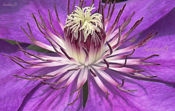 clematis, flower, stamens, garden, SwittersB