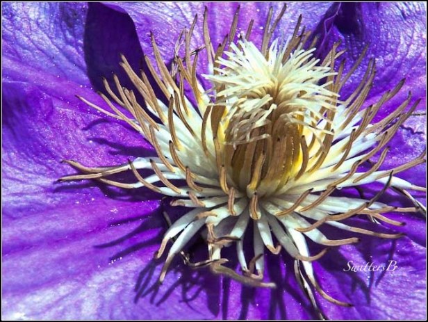 clematis, bloom, stamens, SwittersB