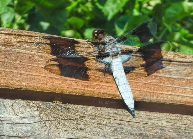 dragonfly, garden, macro, SwittersB, TC Muncy