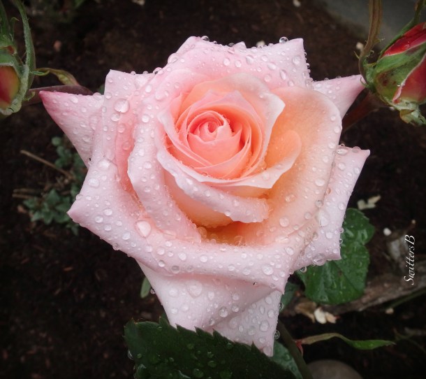 pink rose-raindrops-SwittersB