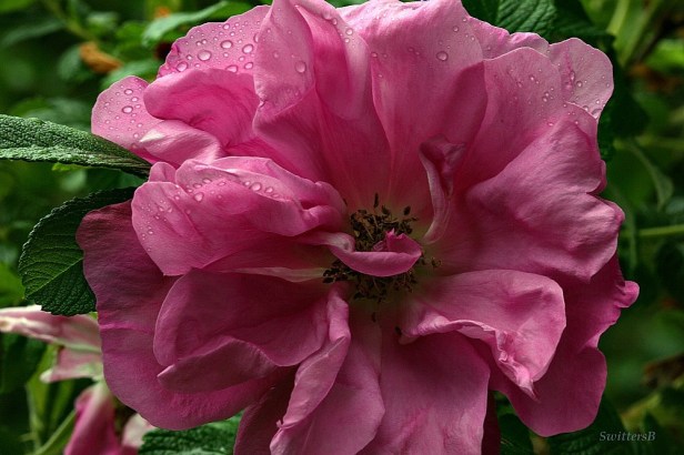 PINK rose-Spring Sprung-SwittersB