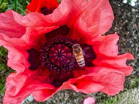 Poppy-Honey Bee-SwittersB