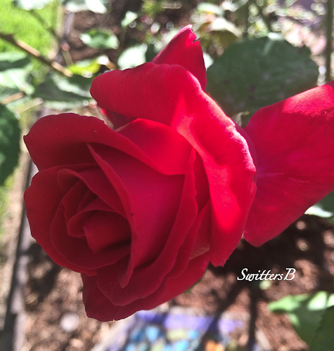 red rose-shade-SwittersB-garden
