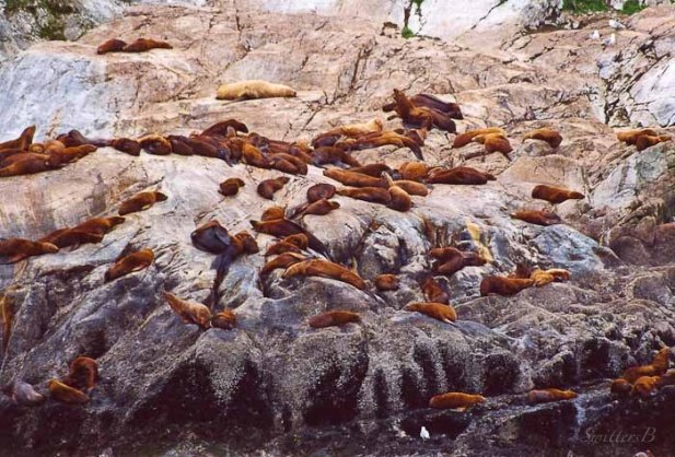 sea lions-lazy-alaska-swittersb