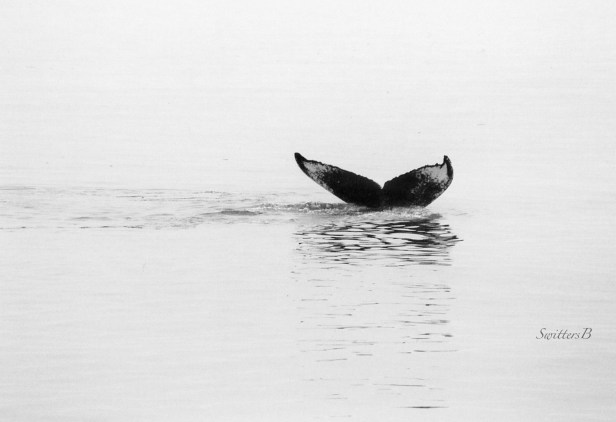 whale tail-Alaska-water-SwittersB