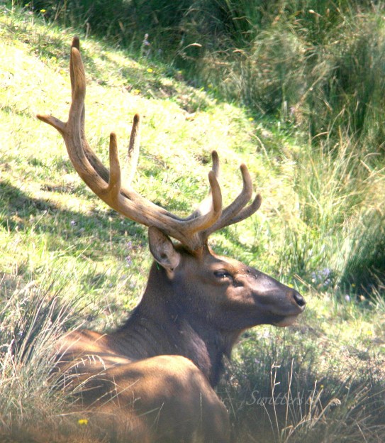 elk snoozing-Oregon-SwittersB