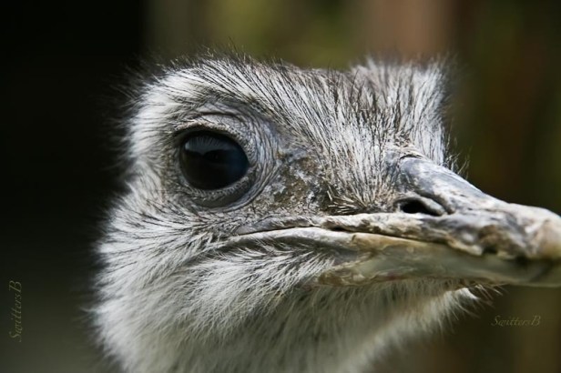 emu-bird-eye-closeup-SwittersB