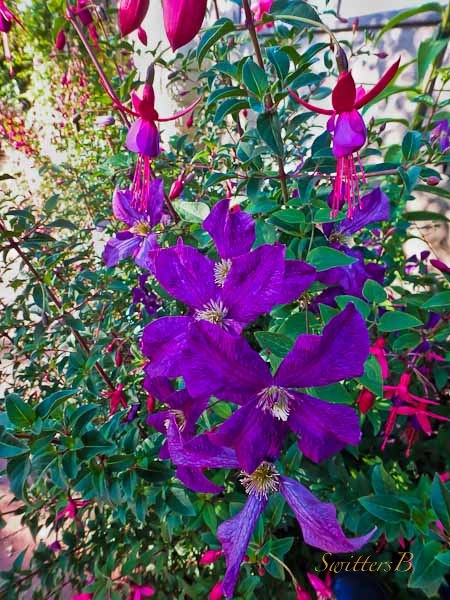 clematis, fuchsia, SwittersB