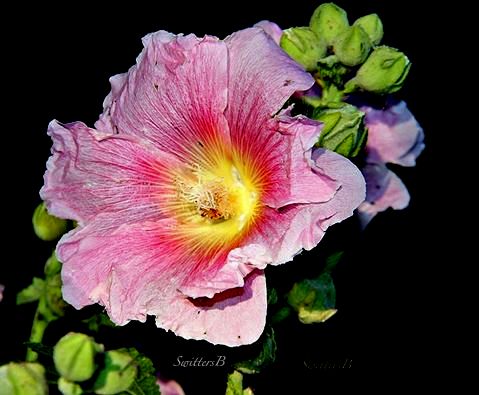 hollyhocks-garden-memories-SwittersB