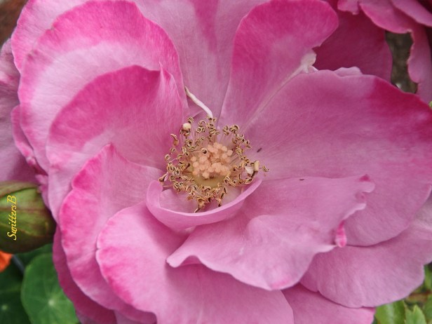 roses-stamens-SwittersB