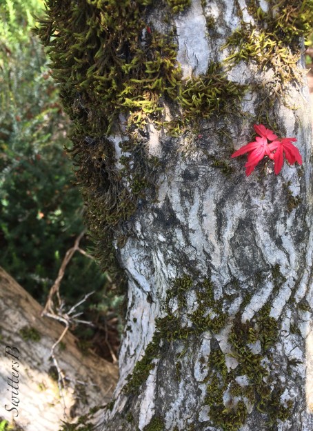 new growth-tree-SwittersB