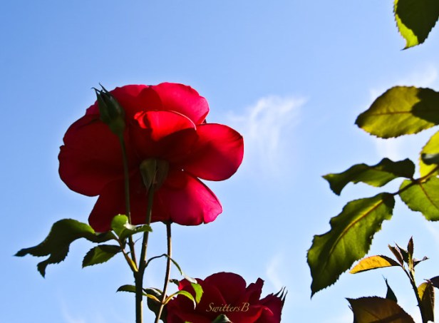 red rose-petals-skyward-SwittersB